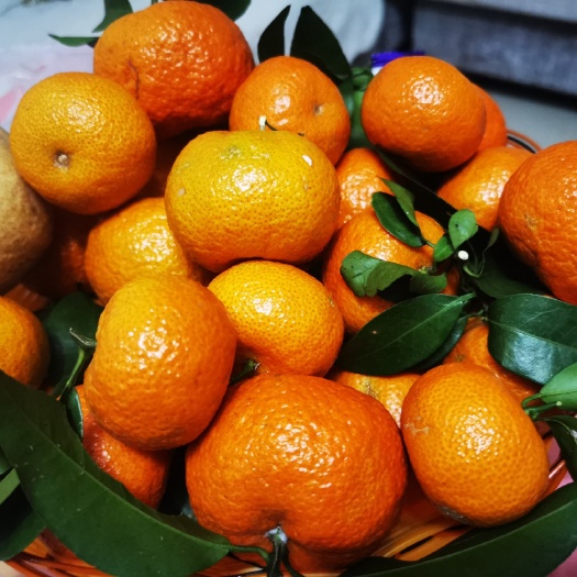 荔波县脆蜜金桔 沙糖桔