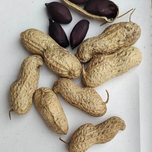杞县黑花生果，米持续出货中