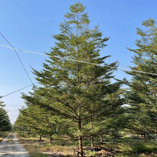灵山县小叶榄仁