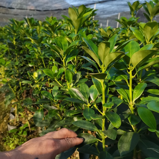 苍梧县八角树苗  大红八角嫁接苗