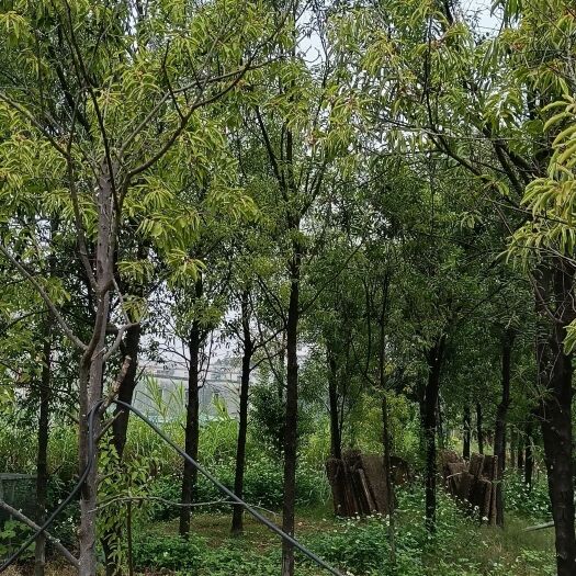 檀香树