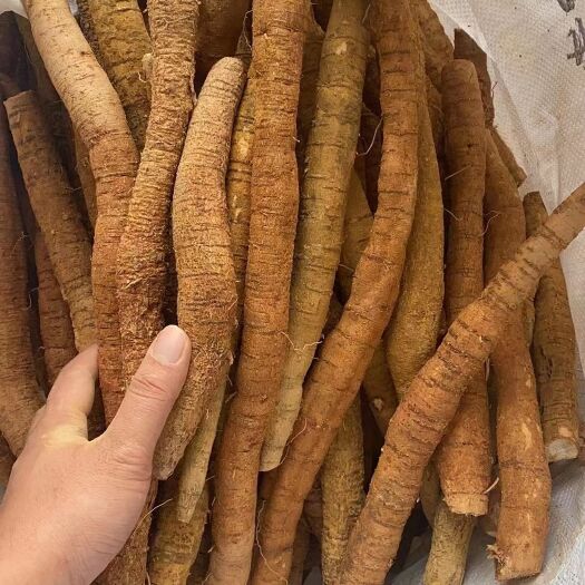 牛大力薯中牛
