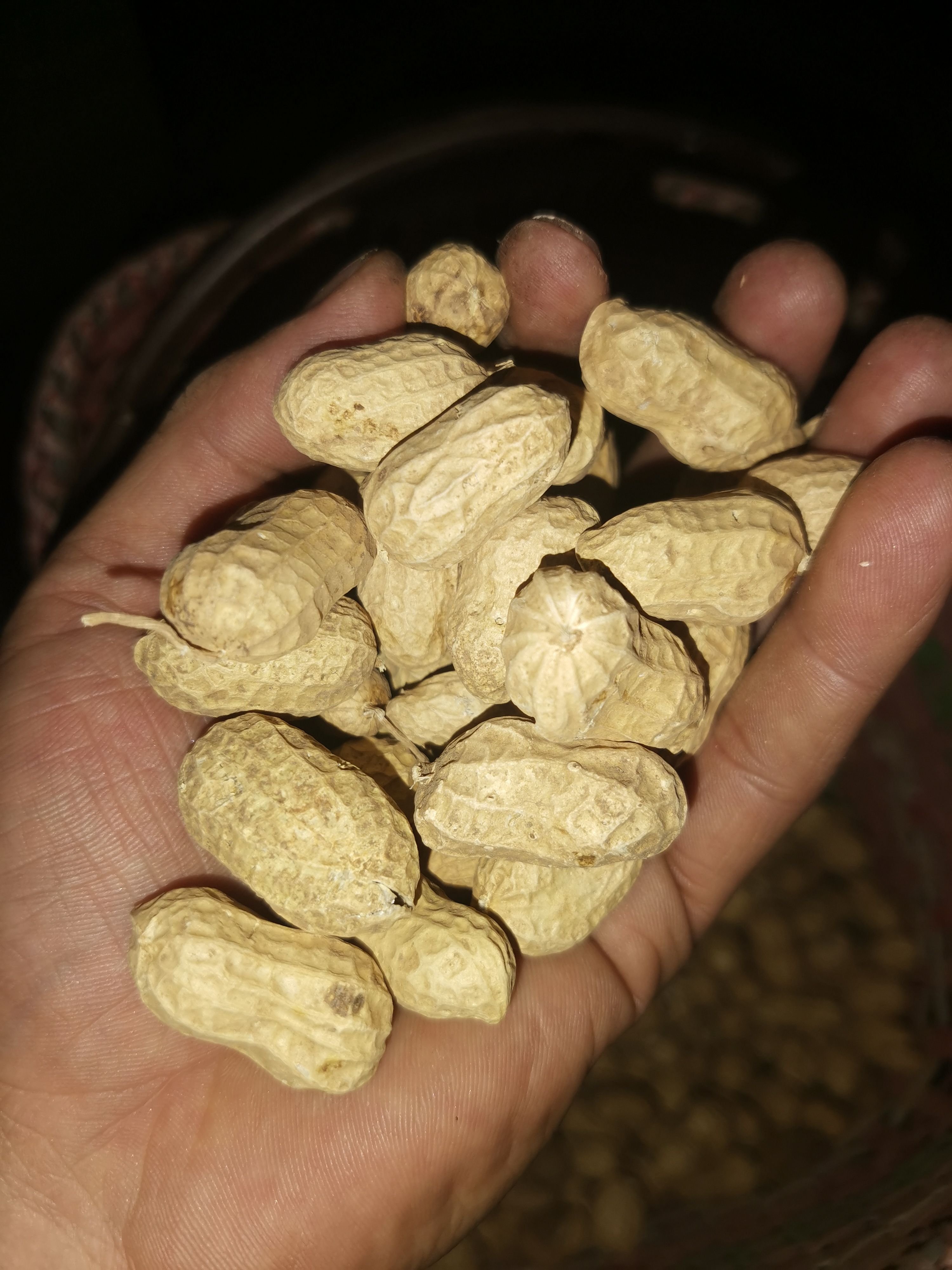 红皮花生 自己家种的花生，带皮花生，粒大饱满，春季花生！量大从优！