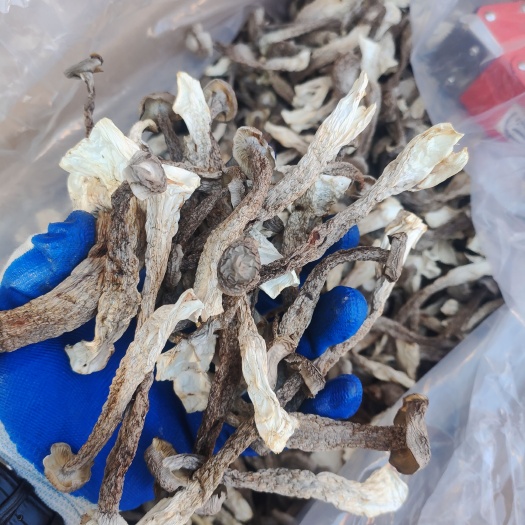 古田县切根鹿茸菇  干货食用菌 无熏硫 精选鹿茸菇 规格齐全