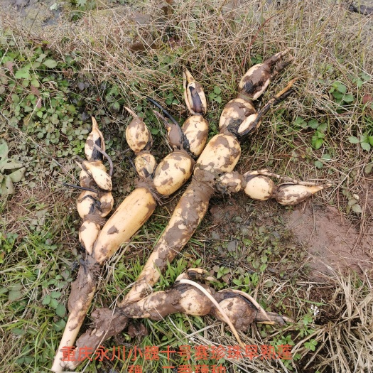 鄂莲10号藕苗 精品十号赛珍珠二季藕种