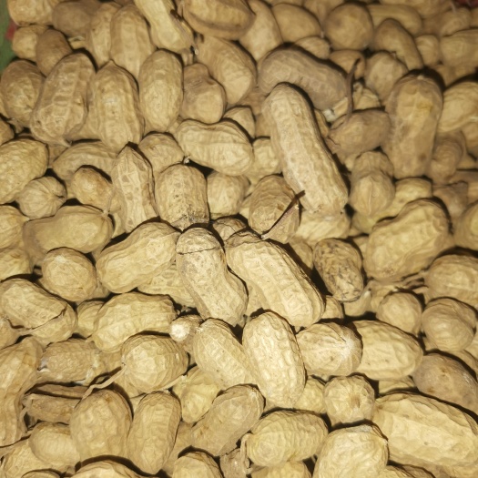 红皮花生 自己家种的花生，带皮花生，粒大饱满，春季花生！量大从优！