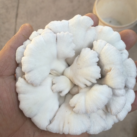 姚安县新鲜白参菌，别名：裂皱菌，鸡毛菌，雪莲菌，（该品类为鲜货）