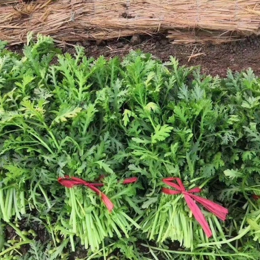 潍坊精品茼蒿菜  皇帝菜 大量供应中 小工齐全 一手货源产地直发