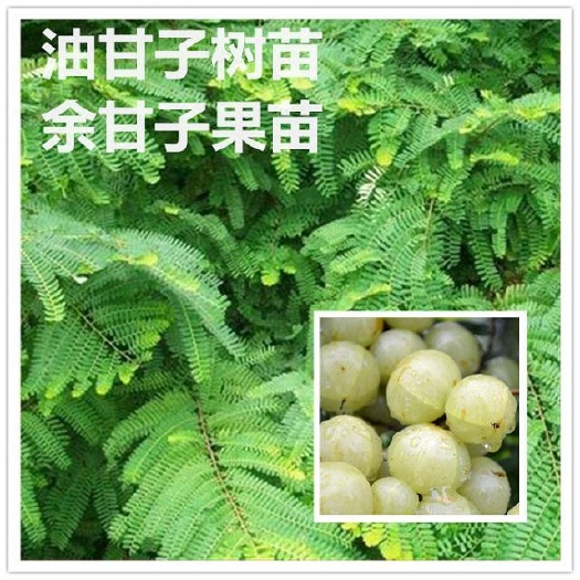 灵山县油甘果苗牛甘果树苗余甘果苗