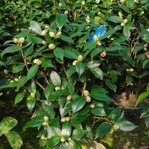 桃源县 茶花