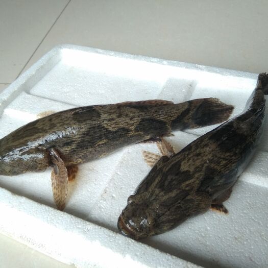 海口 大量出售原生笋壳鱼
