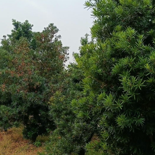 江门海岛罗汉松