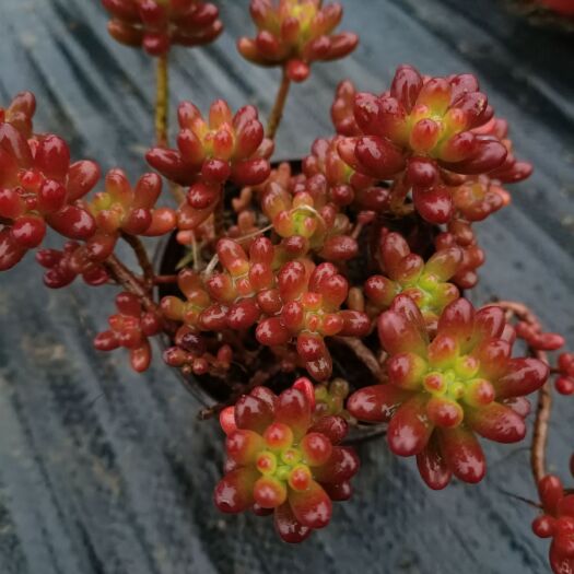  虹之玉