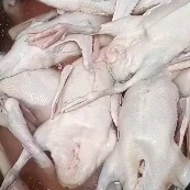 佛山 活鹅现宰现杀，各种规格品种都有。