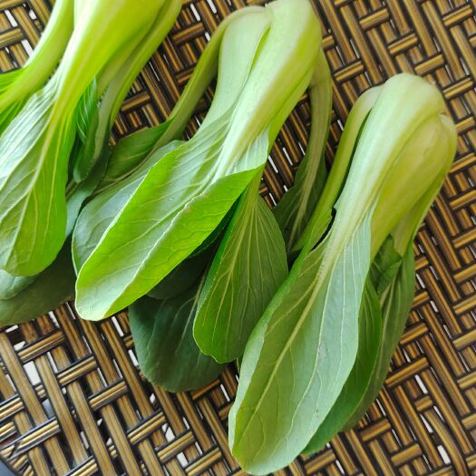 民权县 上海青，油菜