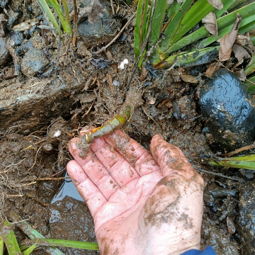 商城县石菖蒲大别山采挖非人工种植数量有限干货自然晒干