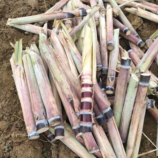 柳州甘蔗种子  广西黑皮甘蔗种，黑皮甘蔗种苗，脱毒种苗