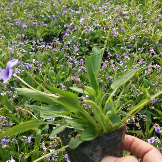 紫花地丁  基地直供  质优价廉  大量有货  欢迎选购