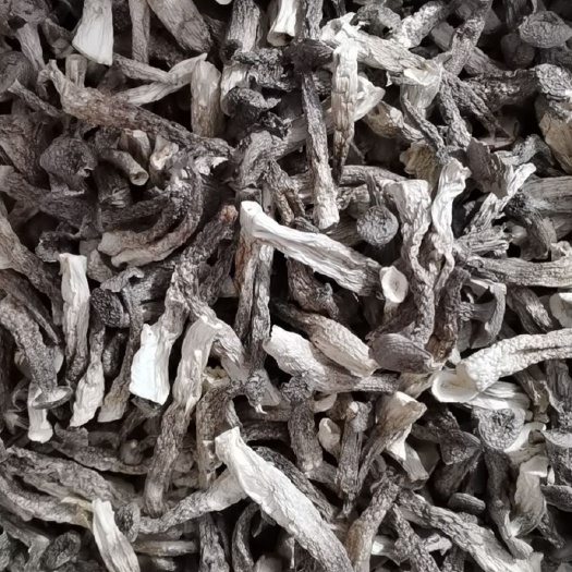 鹿茸菇干品批发，产地批发，厂家直销，保质保量，全国发货。