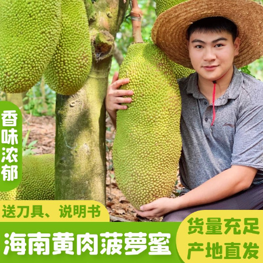 保亭县【助农促销】海南菠萝蜜果园直发一件代发非红肉微电商供货批发