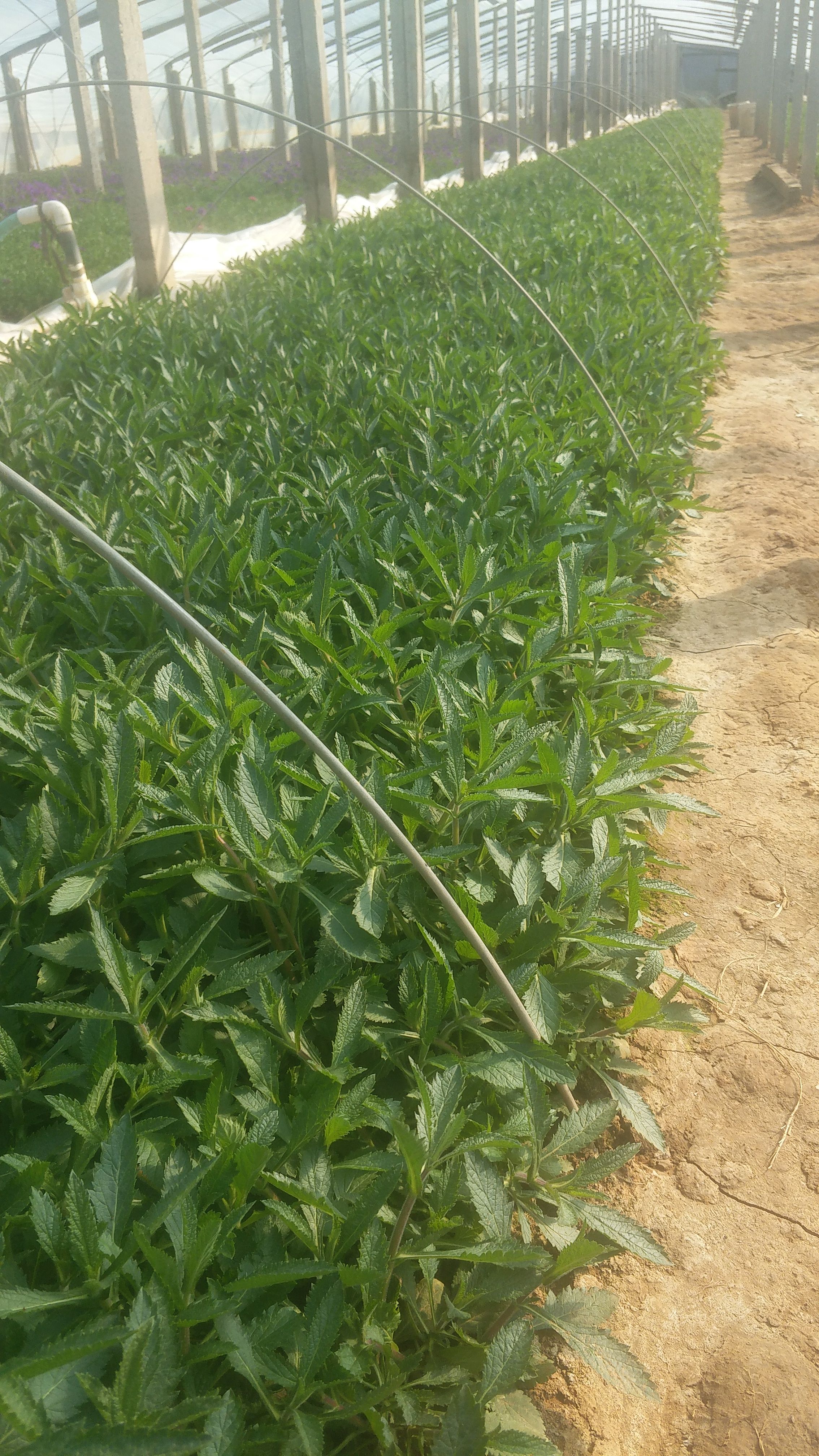 马鞭草种苗   柳叶马鞭草  马鞭草 花海用苗   基地直供