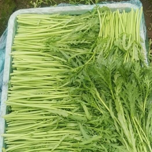 淮安茼蒿 20~25cm 