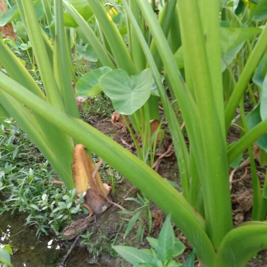桂林芋头