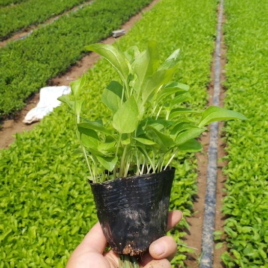 松果菊  基地直供  自产自销  欢迎选购