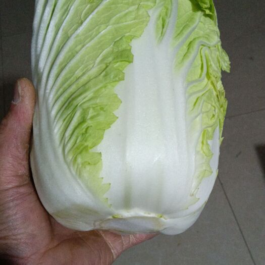 黄梅县黄心大白菜 精品3到5斤黄心白菜