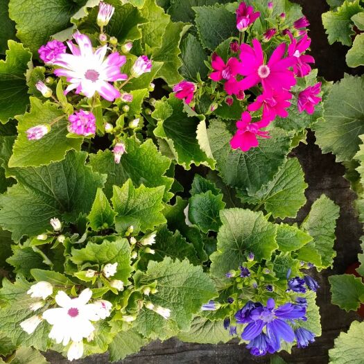青州市瓜叶菊盆栽 瓜叶菊  品种齐全  基地直供  欢迎选购
