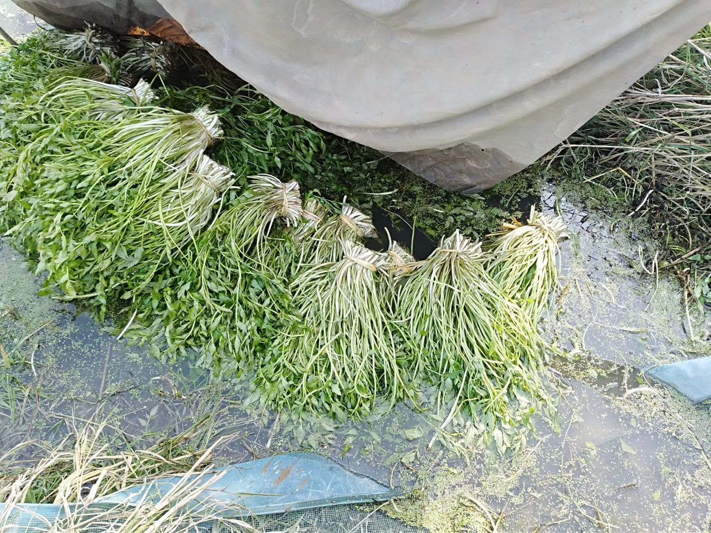 洪湖野生水芹菜