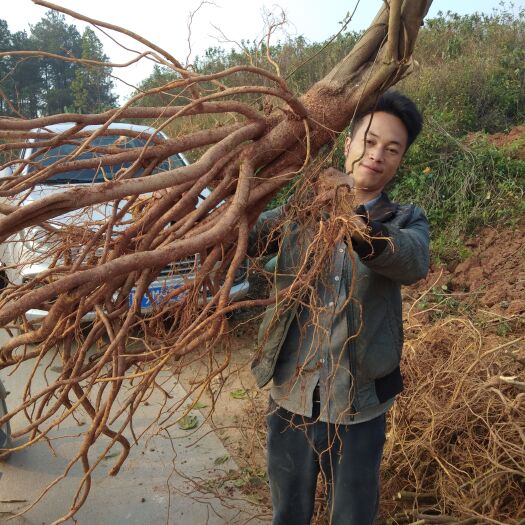灵山县正宗产地五指毛桃优质高产苗
