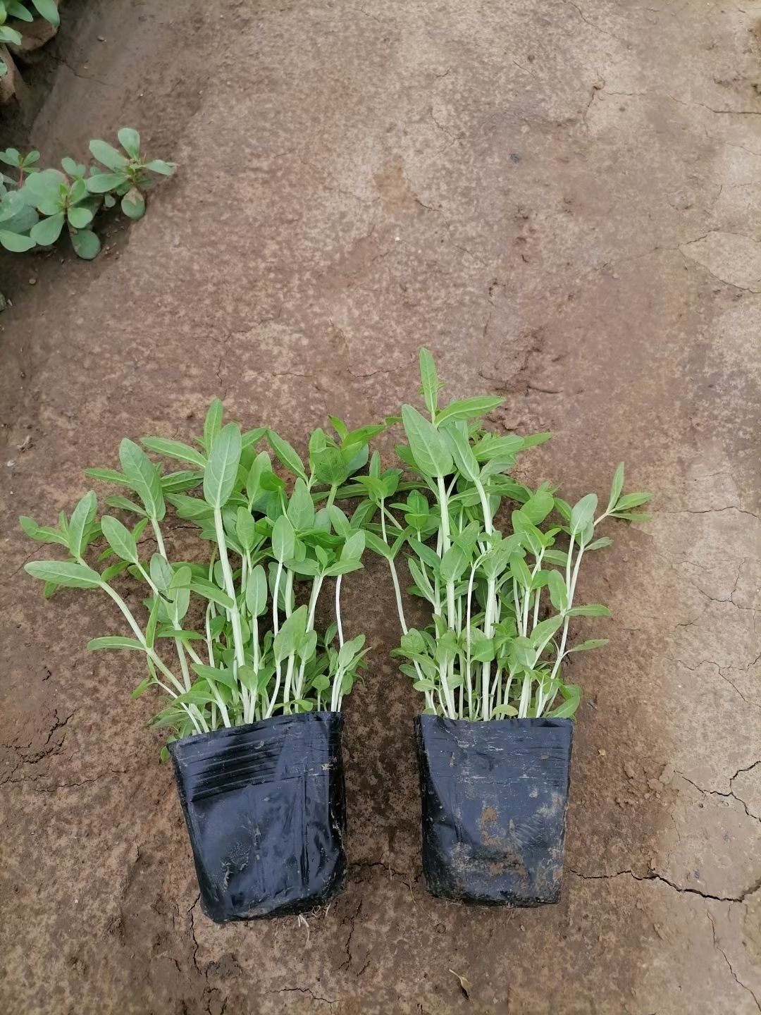 千屈菜  水生植物  基地直供  大量有货