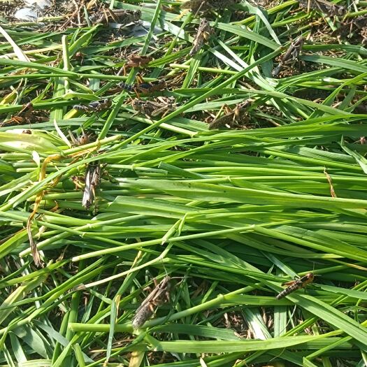 武定县东亚飞蝗   混合虫，