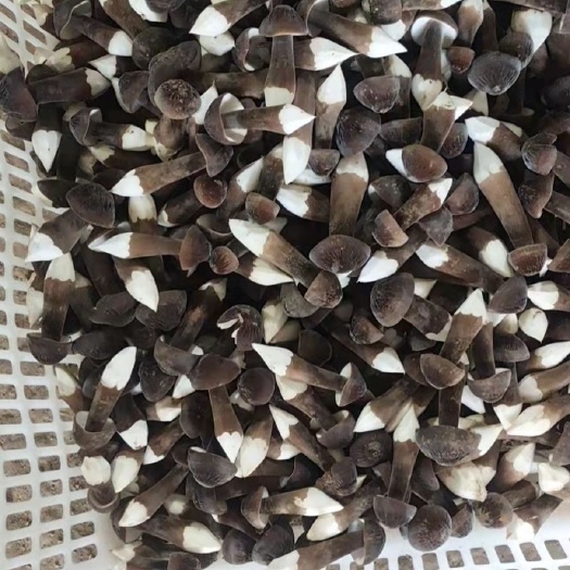 单县黑皮鸡枞菌