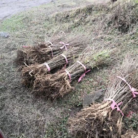 纳雍县桂花树苗 