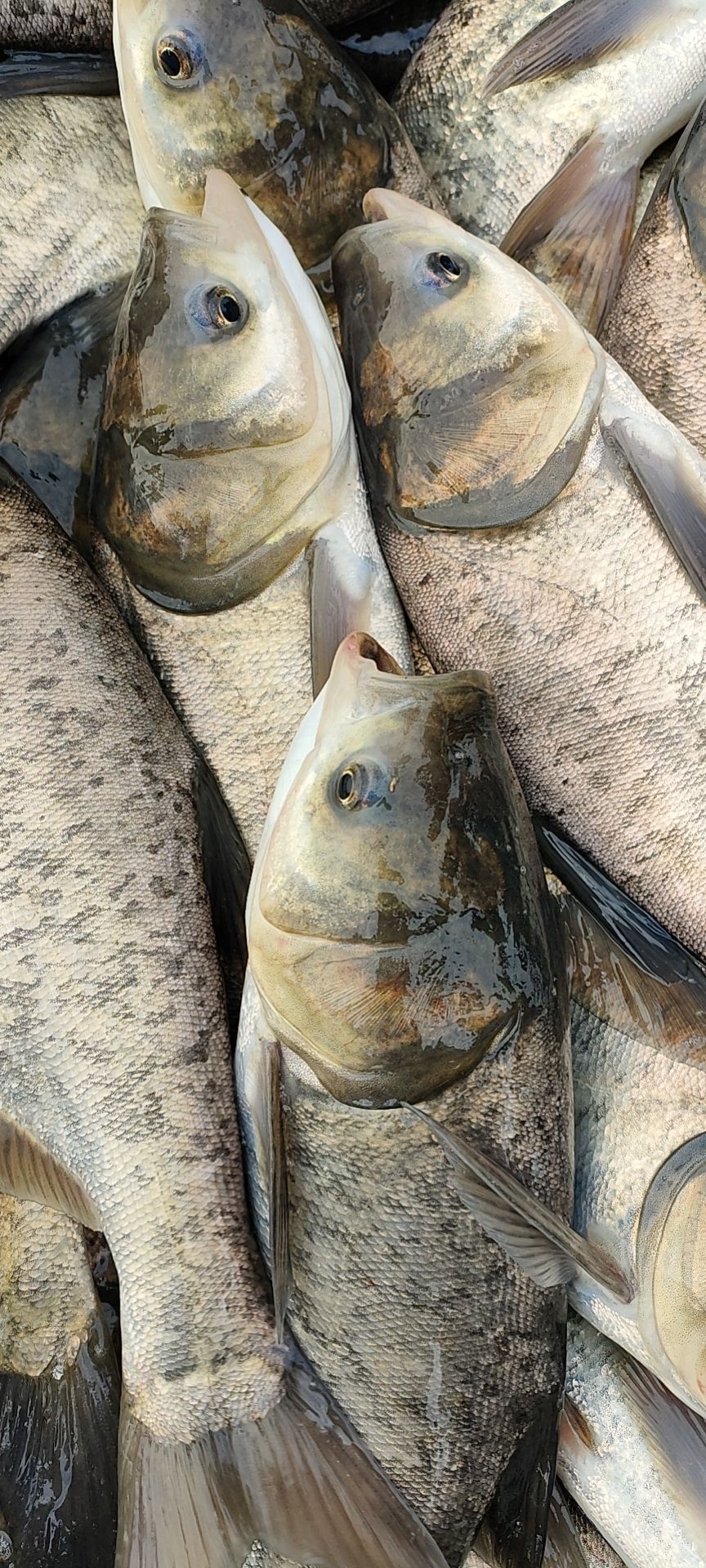  大量批發(fā)花白鰱及各種規(guī)格的四大家魚