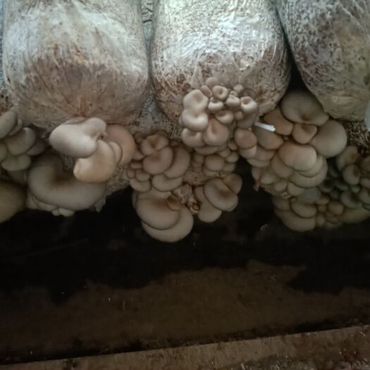 修水县鲜平菇 平菇，白菇