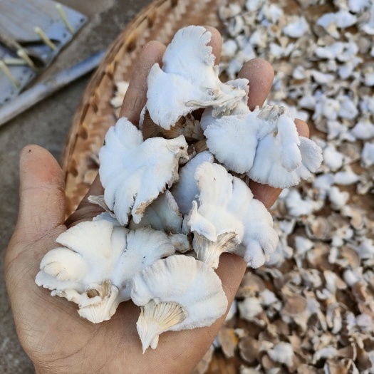 姚安县精品干白参菌