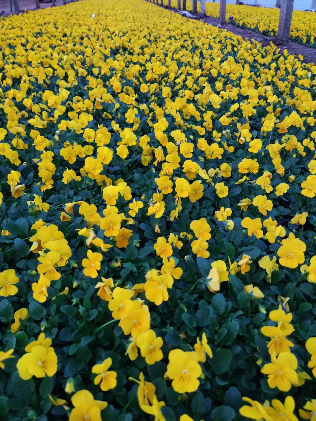 青州市角堇  冬季花卉 基地直供  歡迎選購