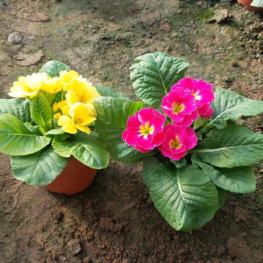 报春花  多种颜色  基地直供  大量有货