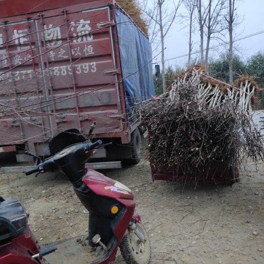 南阳山毛桃树苗 基地公应毛桃苗，山桃苗，梨树苗，黄桃苗，核桃树苗