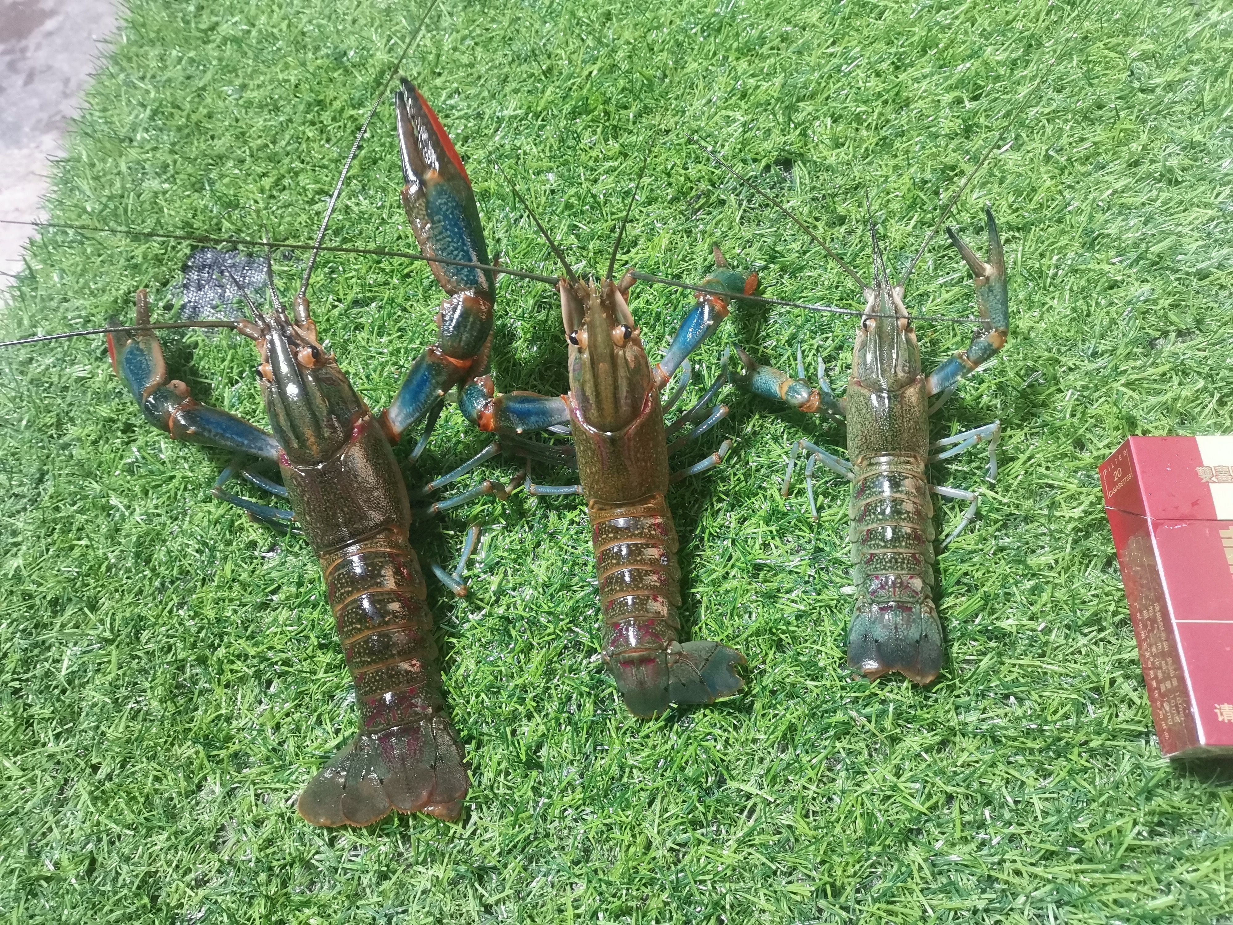 澳洲龙虾 澳洲谈水龙虾