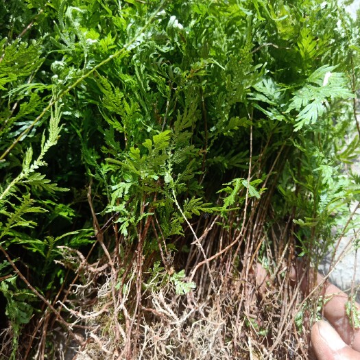 独山县 石上柏