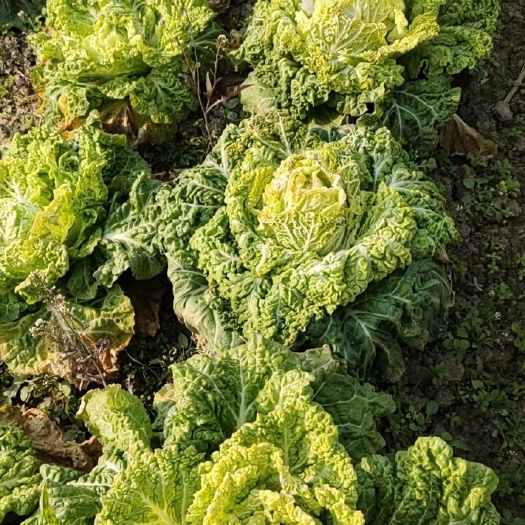 桐乡市黄心大白菜 白菜