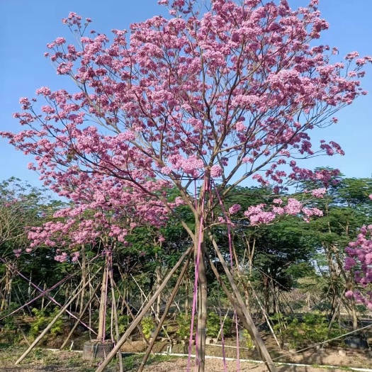 紫花风铃木 紫花风铃