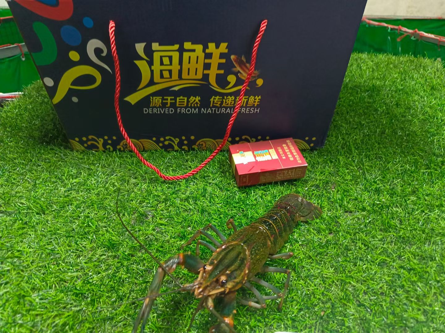 澳洲龙虾 澳洲谈水龙虾