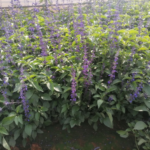 宜良县蓝花鼠尾草，鼠尾草