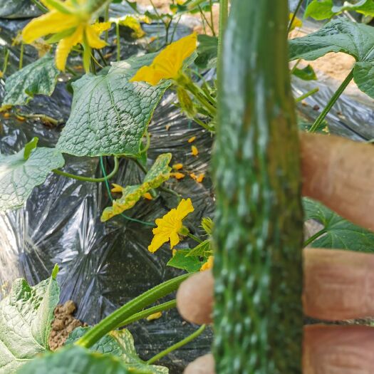 大荔县大荔县优质密刺黄瓜，品质优良，信誉第一。