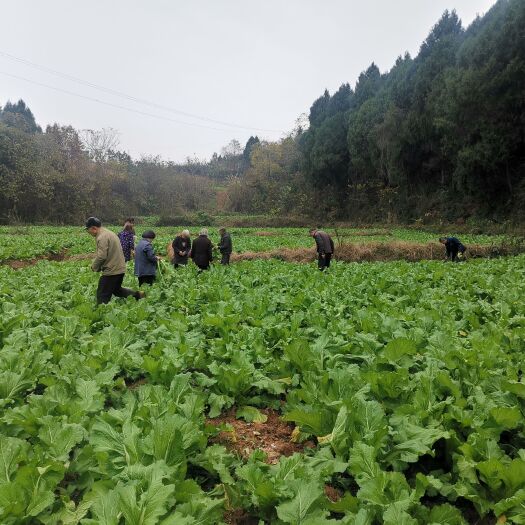简阳市 抱儿菜